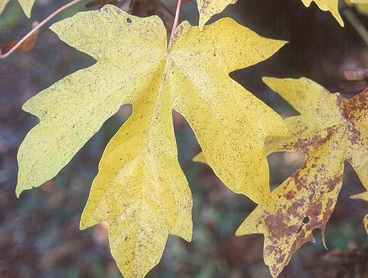 big leaf maple