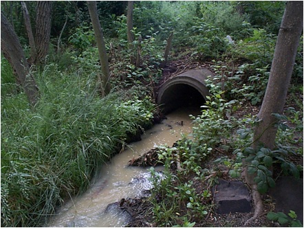 Muddy water out of drain
