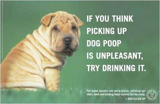 wrinkly dog